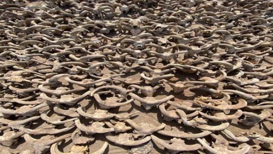 اكتشاف 2000 من رؤوس الكباش المحنطة في معبد رمسيس بمصر