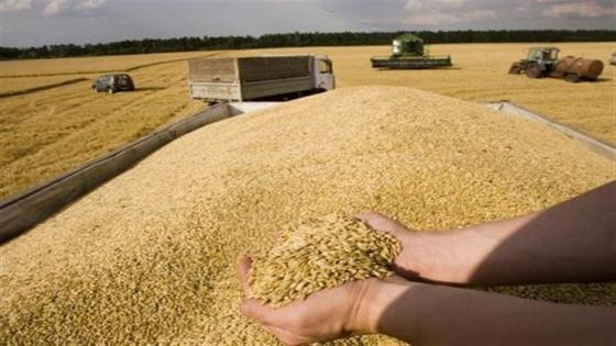 حصاد 150 مليون طن من الحبوب في روسيا